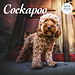 Magnet & Steel Cockapoo Calendar 2025 Deluxe