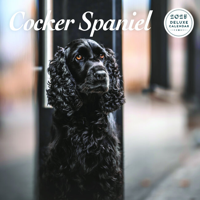 Calendario Cocker Spaniel Inglés 2025 Deluxe