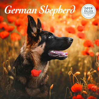 Magnet & Steel German Shepherd Calendar 2025 Deluxe