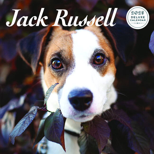 Calendario Jack Russell Terrier 2025 Deluxe
