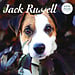 Magnet & Steel Calendario Jack Russell Terrier 2025 Deluxe