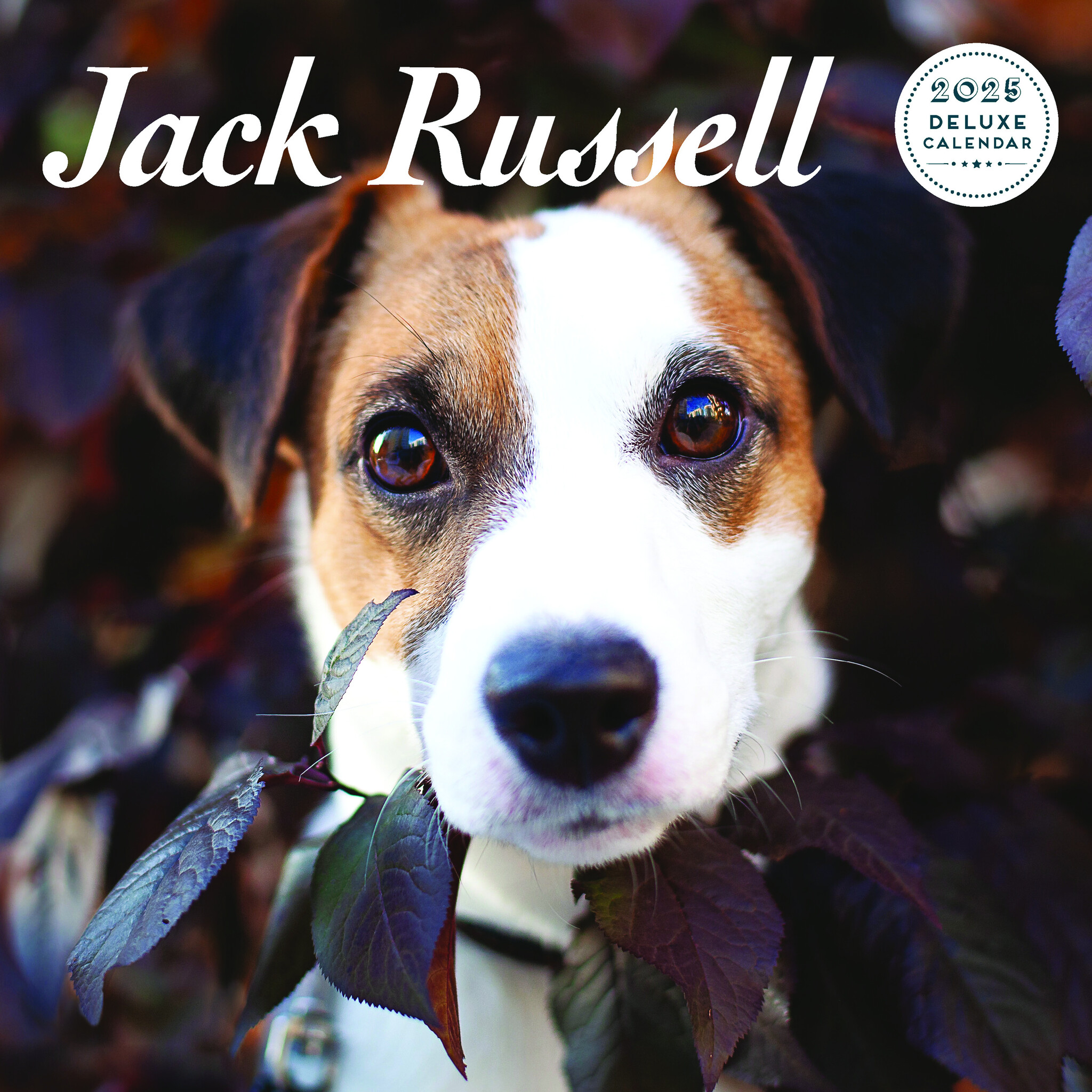 Jack Russell Terrier Kalender 2025 Kopen? Bestel eenvoudig Online