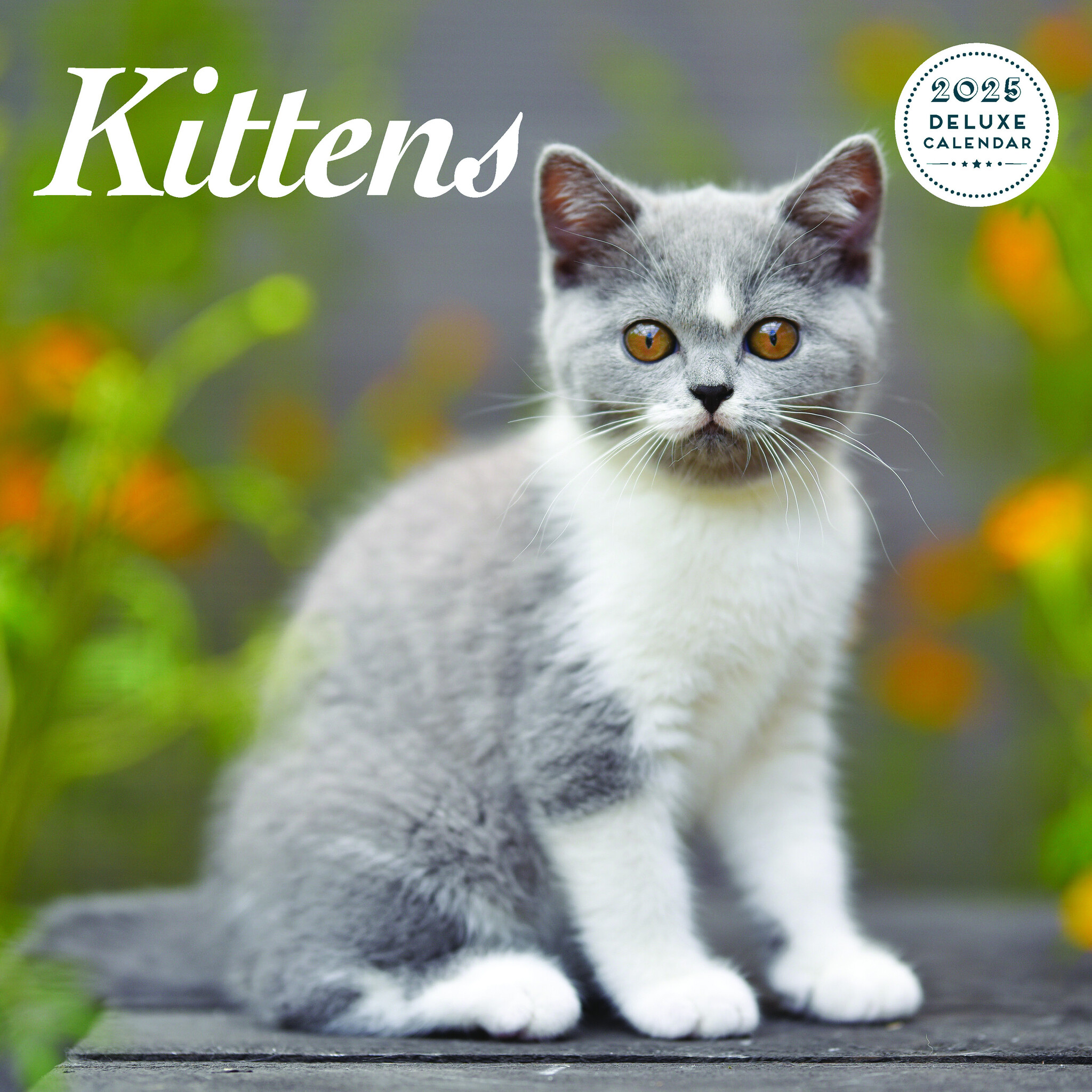 Buy Kittens Calendar 2025 Deluxe Order easily online Kalenderwinkel.nl