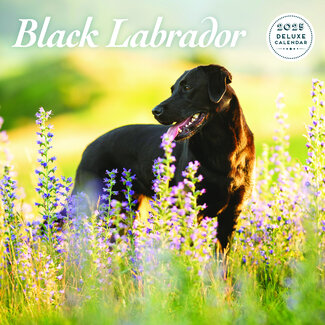 Magnet & Steel Labrador Retriever Calendrier noir 2025 Deluxe