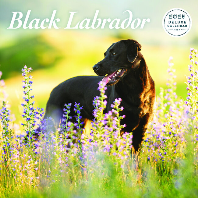 Calendario nero del Labrador Retriever 2025 Deluxe