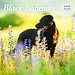 Magnet & Steel Labrador Retriever Calendrier noir 2025 Deluxe