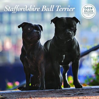 Magnet & Steel Staffordshire Bull Terrier Calendario 2025 Deluxe