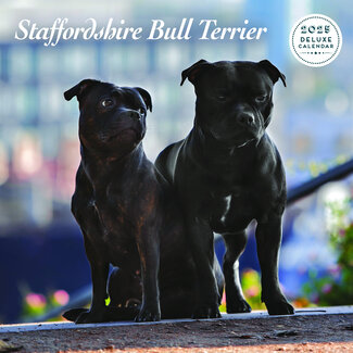 Magnet & Steel Staffordshire Bull Terrier Kalender 2025 Deluxe