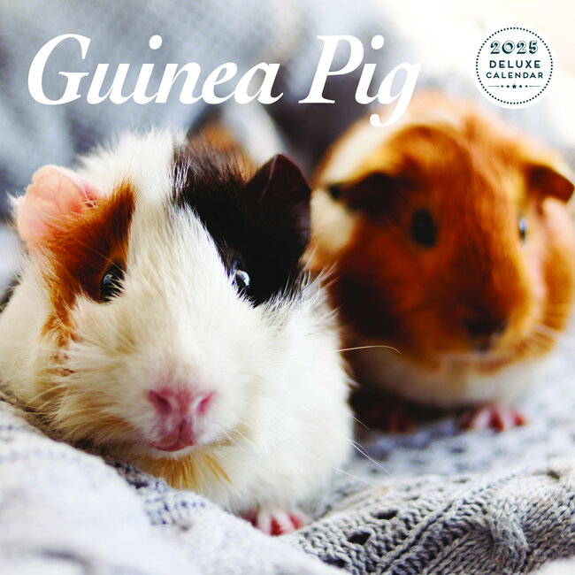 Guinea pig calendar 2025 Deluxe