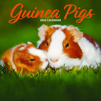 Magnet & Steel Guinea pig calendar 2025