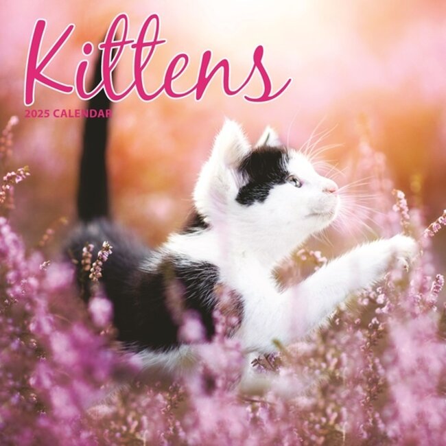 Kittens Calendar 2025