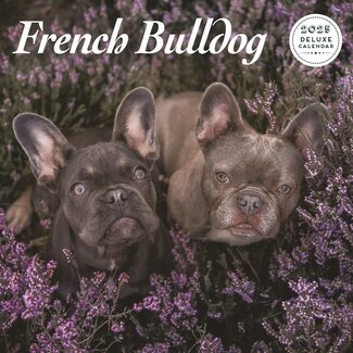 Magnet & Steel Franse Bulldog Kalender 2025 Deluxe