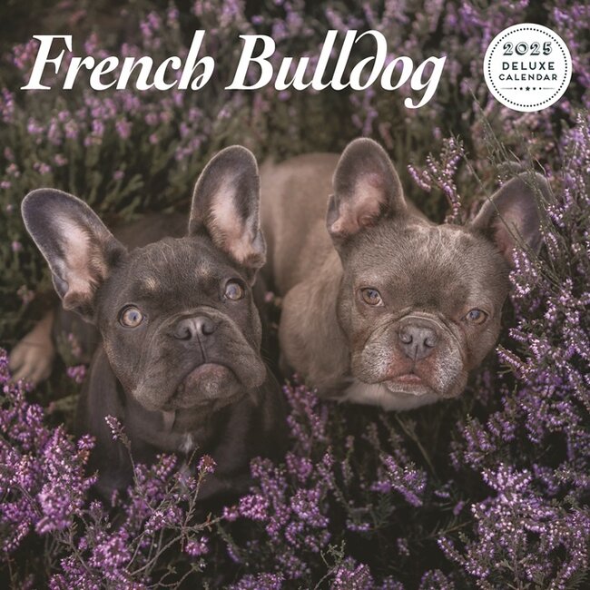 Calendario Bulldog francese 2025 Deluxe