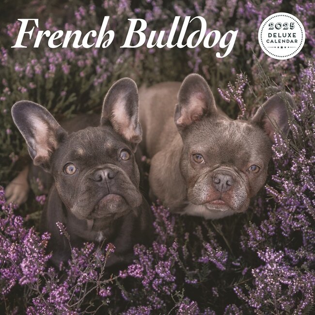 Magnet & Steel Calendrier Bulldog français 2025 Deluxe