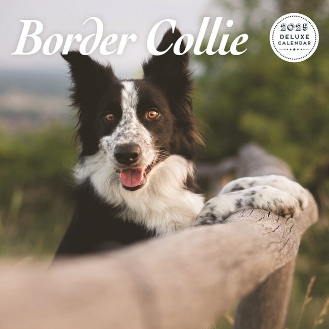 Border Collie Calendar 2025 Deluxe