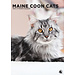 CalendarsRUs Calendrier Maine Coon 2025