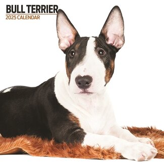 Magnet & Steel Bull Terrier Calendar 2025 Modern