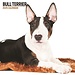 Magnet & Steel Calendario Bull Terrier 2025 Moderno