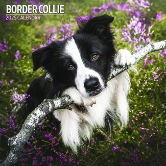 Magnet & Steel Calendario Border Collie 2025