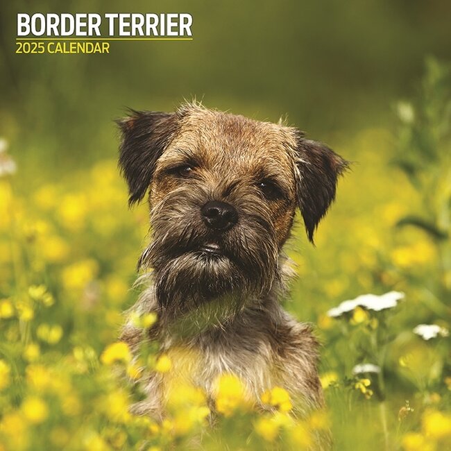 Border Terrier Calendar 2025