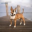 Magnet & Steel Calendrier Bull Terrier 2025