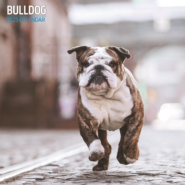 Engelse Bulldog Kalender 2025