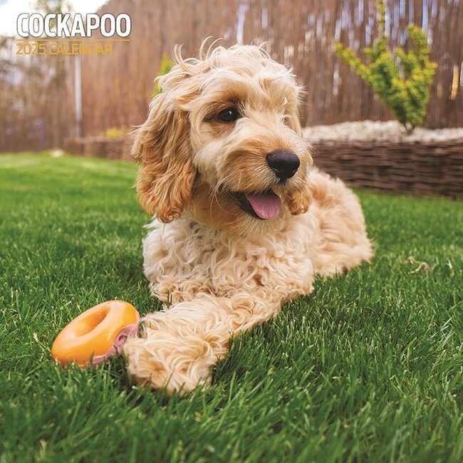 Cockapoo Calendar 2025