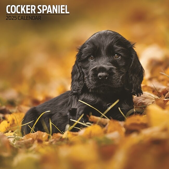 Magnet & Steel Calendario Cocker Spaniel Inglese 2025