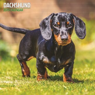 Magnet & Steel Dachshund-Kalender 2025