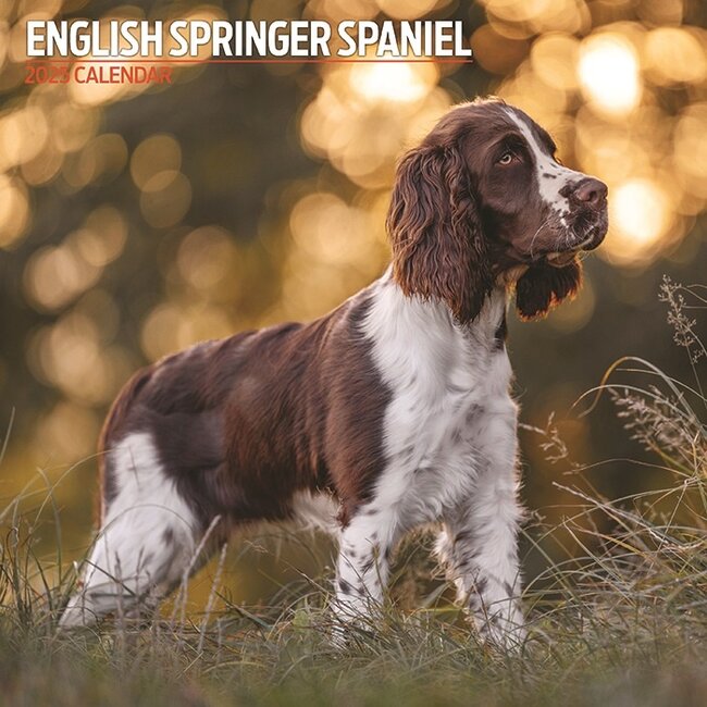 Engelse Springer Spaniel Kalender 2025