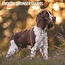 Magnet & Steel Calendario Springer Spaniel Inglés 2025