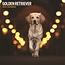 Magnet & Steel Calendrier Golden Retriever 2025