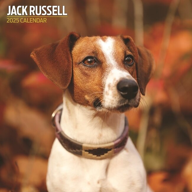 Magnet & Steel Jack Russell Terrier Kalender 2025