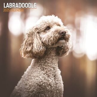 Magnet & Steel Calendrier Labradoodle 2025