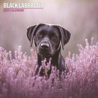 Magnet & Steel Calendario nero del Labrador Retriever 2025