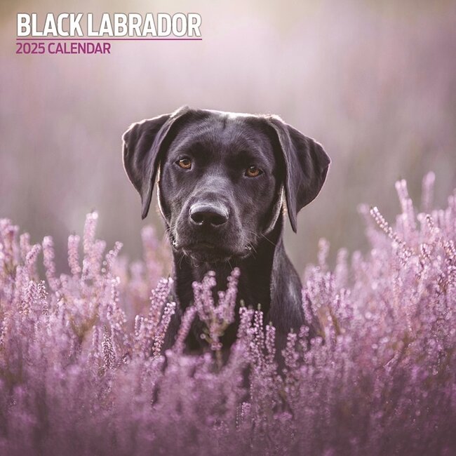 Labrador Retriever Negro Calendario 2025