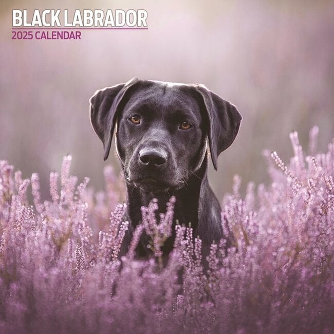 Magnet & Steel Labrador Retriever Black Calendar 2025