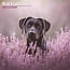 Labrador Retriever Zwart Kalender 2025