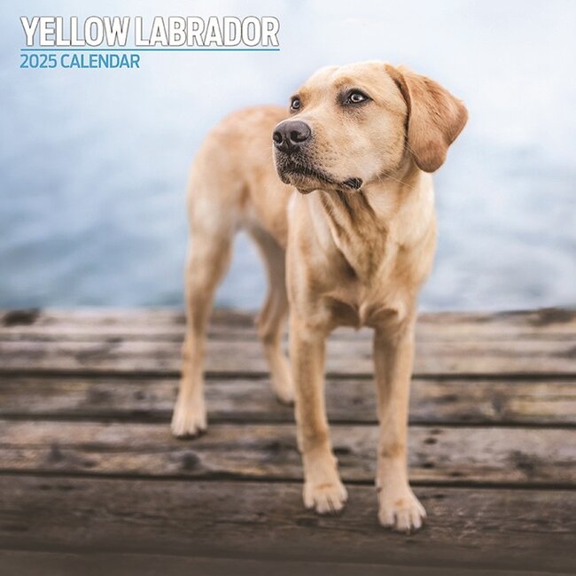 Magnet & Steel Labrador Retriever Blond Kalender 2025