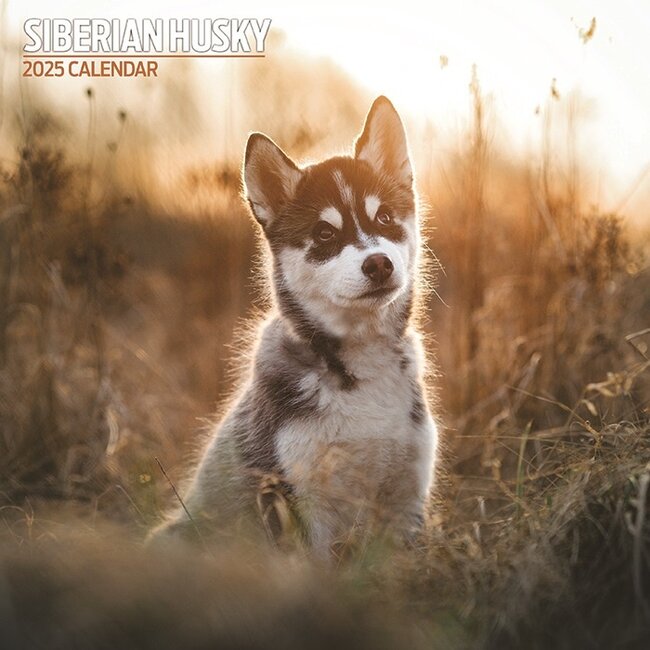 Siberian Husky Calendar 2025