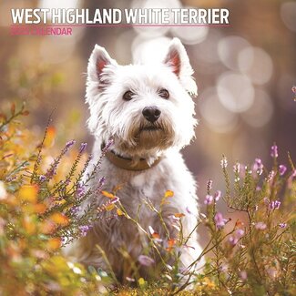 Magnet & Steel Calendario West Highland White Terrier 2025