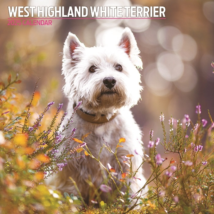 West Highland White Terrier Kalender 2025 Kopen? Bestel eenvoudig Online Kalenderwinkel.nl