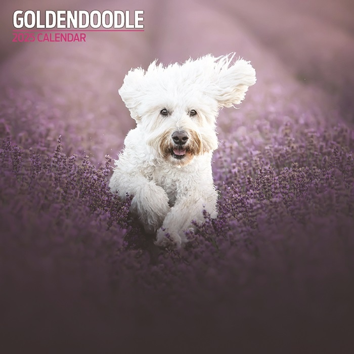 Goldendoodle 2025 Calendar Flory Jilleen
