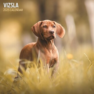 Magnet & Steel Vizsla Kalender 2025