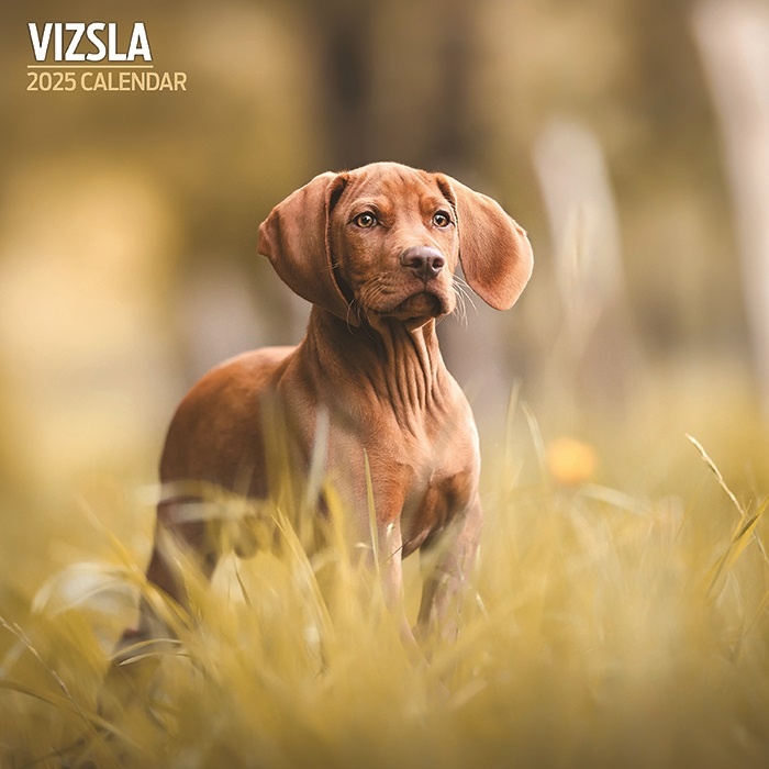 Vizsla Kalender 2025