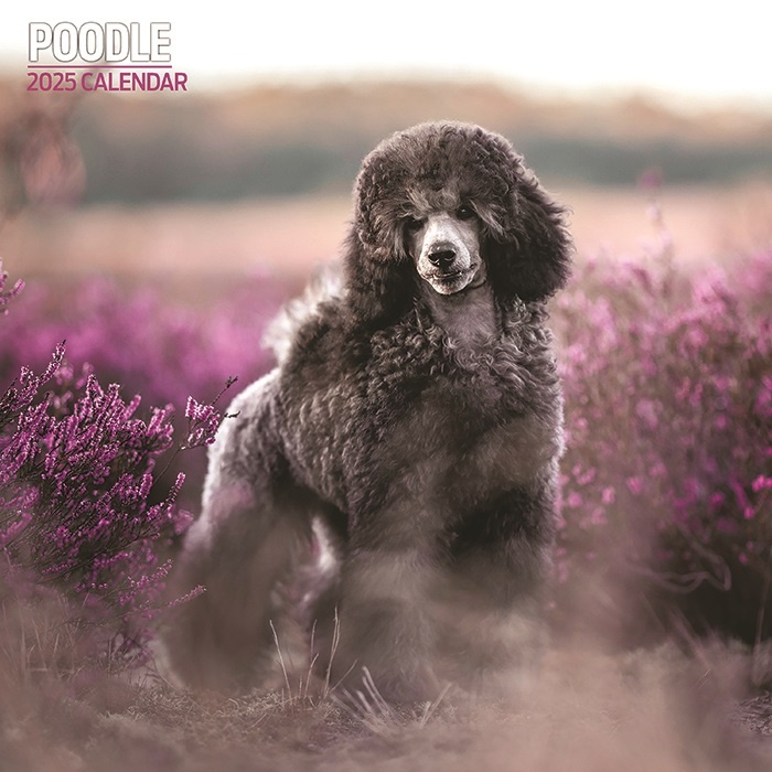 Buy Poodle Calendar 2025 Order easily online Kalenderwinkel.nl