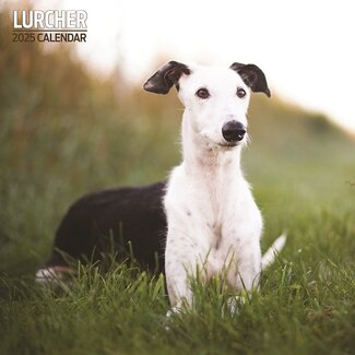 Magnet & Steel Calendario Lurcher 2025