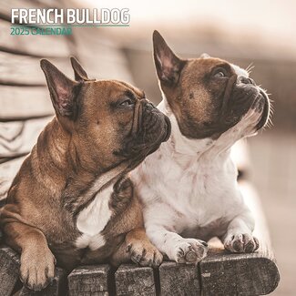 Magnet & Steel Calendrier du bouledogue français 2025