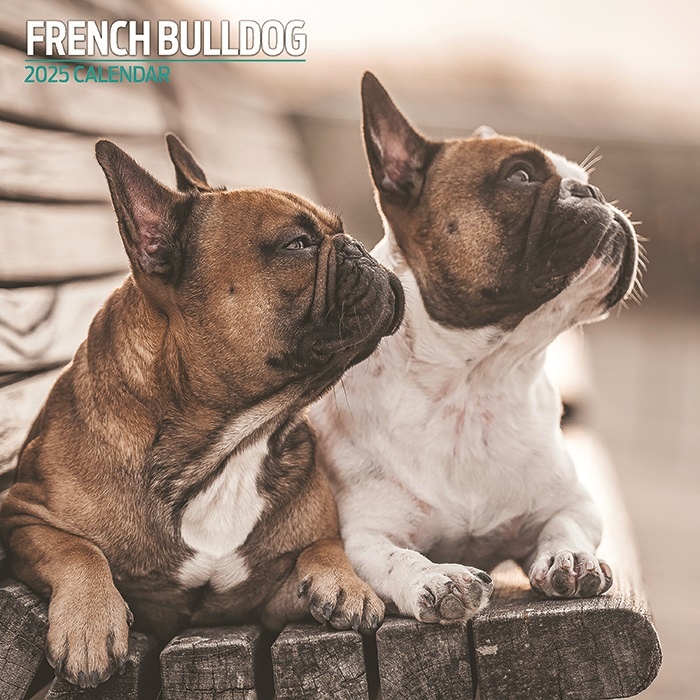 Franse Bulldog Kalender 2025