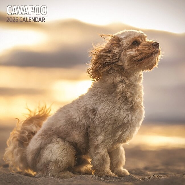 Magnet & Steel Cavapoo Calendar 2025